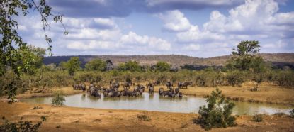 Picture of African safari landscape
