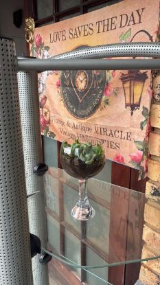 Picture of Vintage Glass Succulent Goblet
