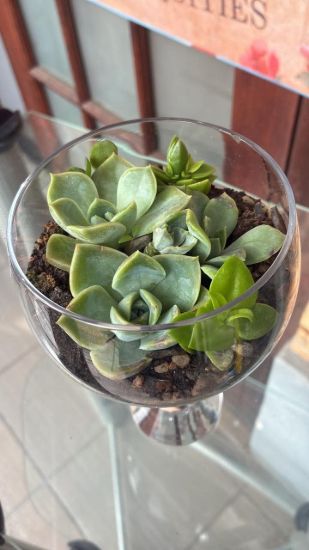 Picture of Vintage Glass Succulent Goblet