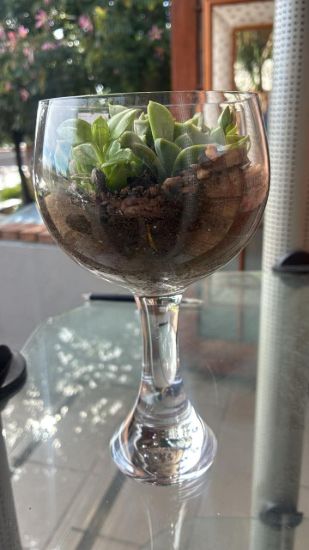 Picture of Vintage Glass Succulent Goblet